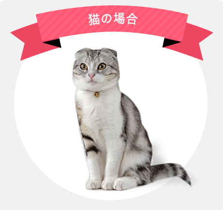 猫の場合
