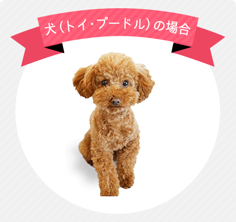 トイプードルの場合
