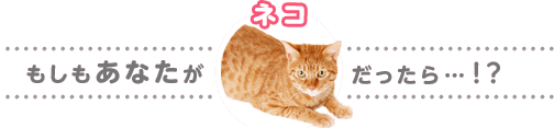 もしもあなたがネコだったら･･･!?