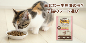 子猫の幸せな一生につながるフードの選び方・食事の与え方